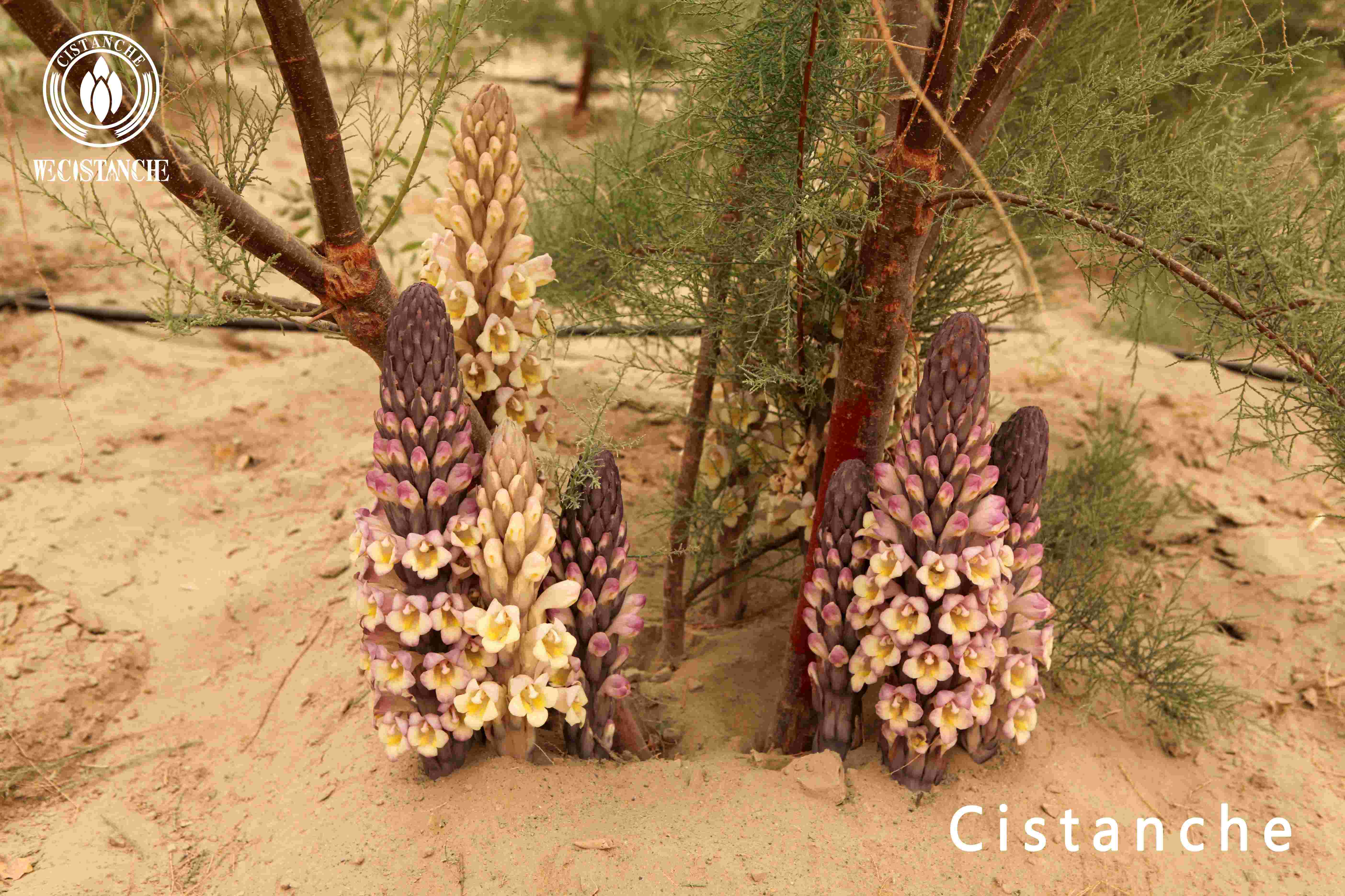 Cistanche tubulosa anti aging effect Cistanche tubulosa anti aging effect