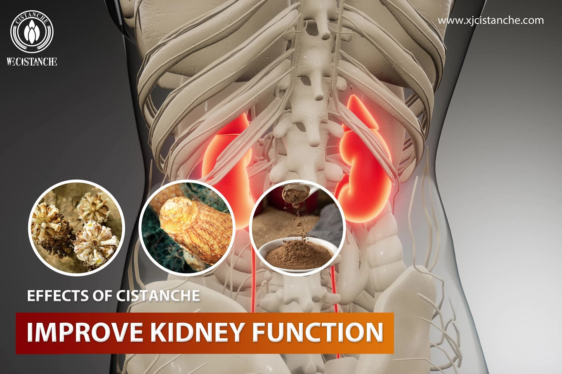 Decoction of Cistanche can achieve a good kidney effect