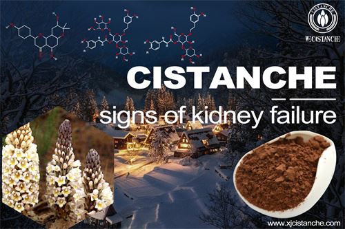 Cistanche prevents the transition from kidney disease to kidney cancer Cistanche prevents the transition from kidney disease to kidney cancer