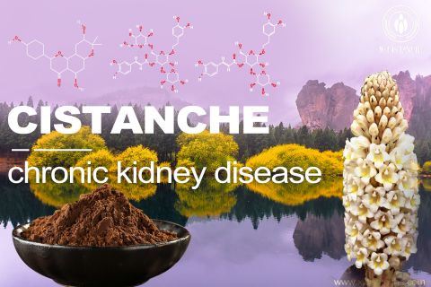 Cistanche-chronickidney dusease-bone