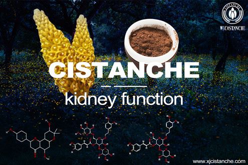 Cistanche-kidney