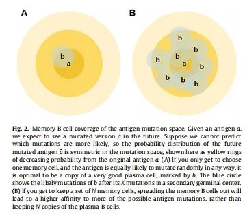 . Memory B cell coverage of the antigen mutation space