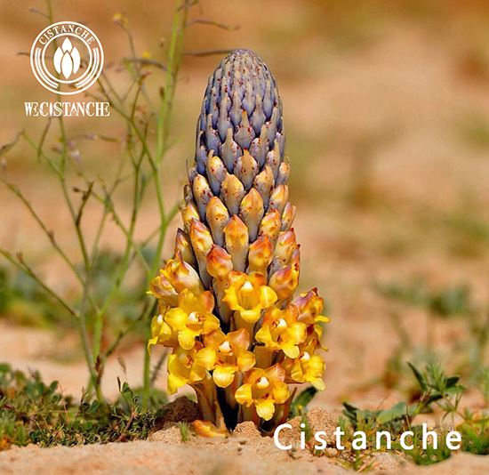 Cistanche tubulosa