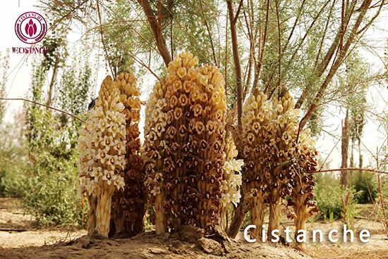 Cistanche tubulosa