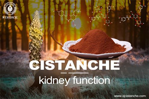 Kidney function: how Carbon monoxide (CO) affects Diabetic nephropathy (DN)