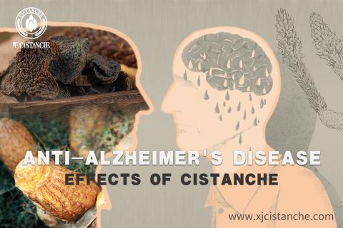 Cistanche-Alzheimers disease4