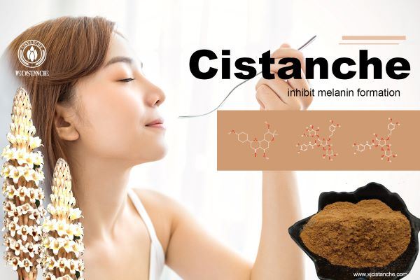 Cistanche inhibit melanin formation