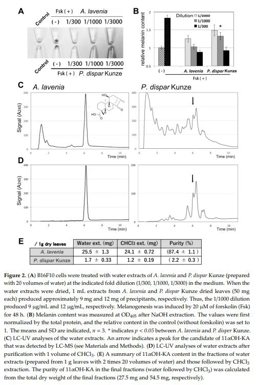 Figure 2. (A) B16F10 cells were treated with water extracts of A. lavenia and P. dispar Kunze (prepared with 20 volumes of water) at the indicated fold dilution (1/300, 1/1000, 1/3000) in the medium