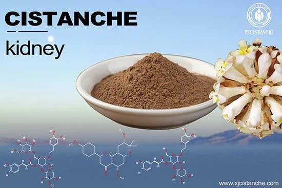 Cistanche-kidney Cistanche-kidney