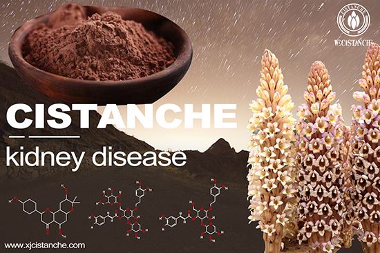 cistanche can relieve kidney disease