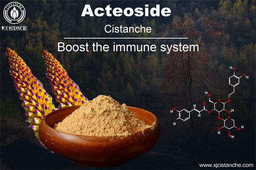 cistanche can improve the immunity cistanche can improve the immunity