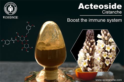 cistanche can enhance the immunity cistanche can enhance the immunity