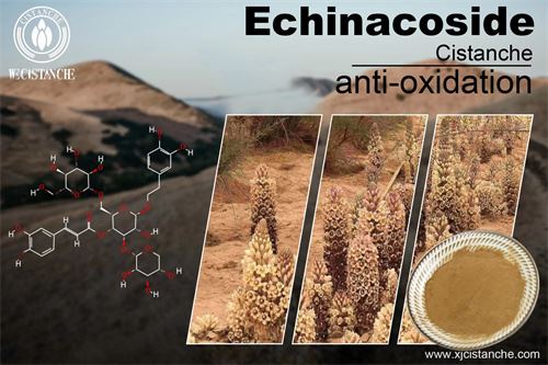 cistanche can improve the immunity,click here to know more cistanche can improve the immunity,click here to know more