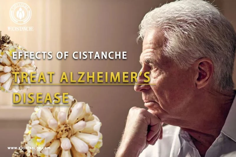 effects of cistanche:anti-alzheimer's disease effects of cistanche:anti-alzheimer's disease