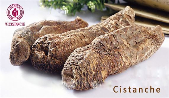 CISTANCHE CISTANCHE