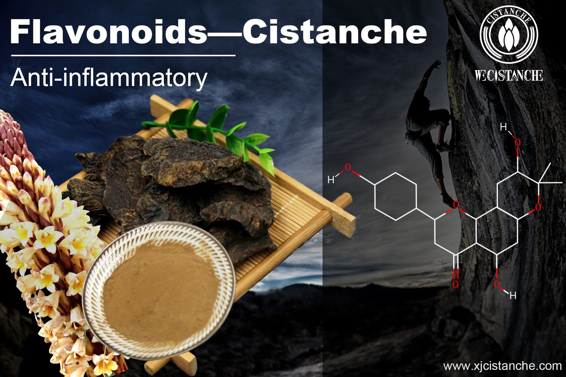 anti-inflammation cistanche extract anti-inflammation cistanche extract
