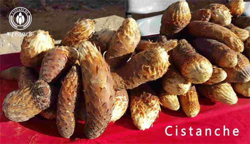 cistanche herb (2)