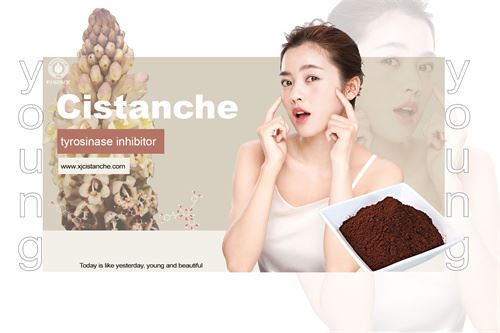 cistanche is tyrosinase inhibitor