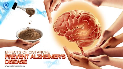 Cistanche can prevent Alzheimer's disease and has neuroprotective effects Cistanche can prevent Alzheimer's disease and has neuroprotective effects