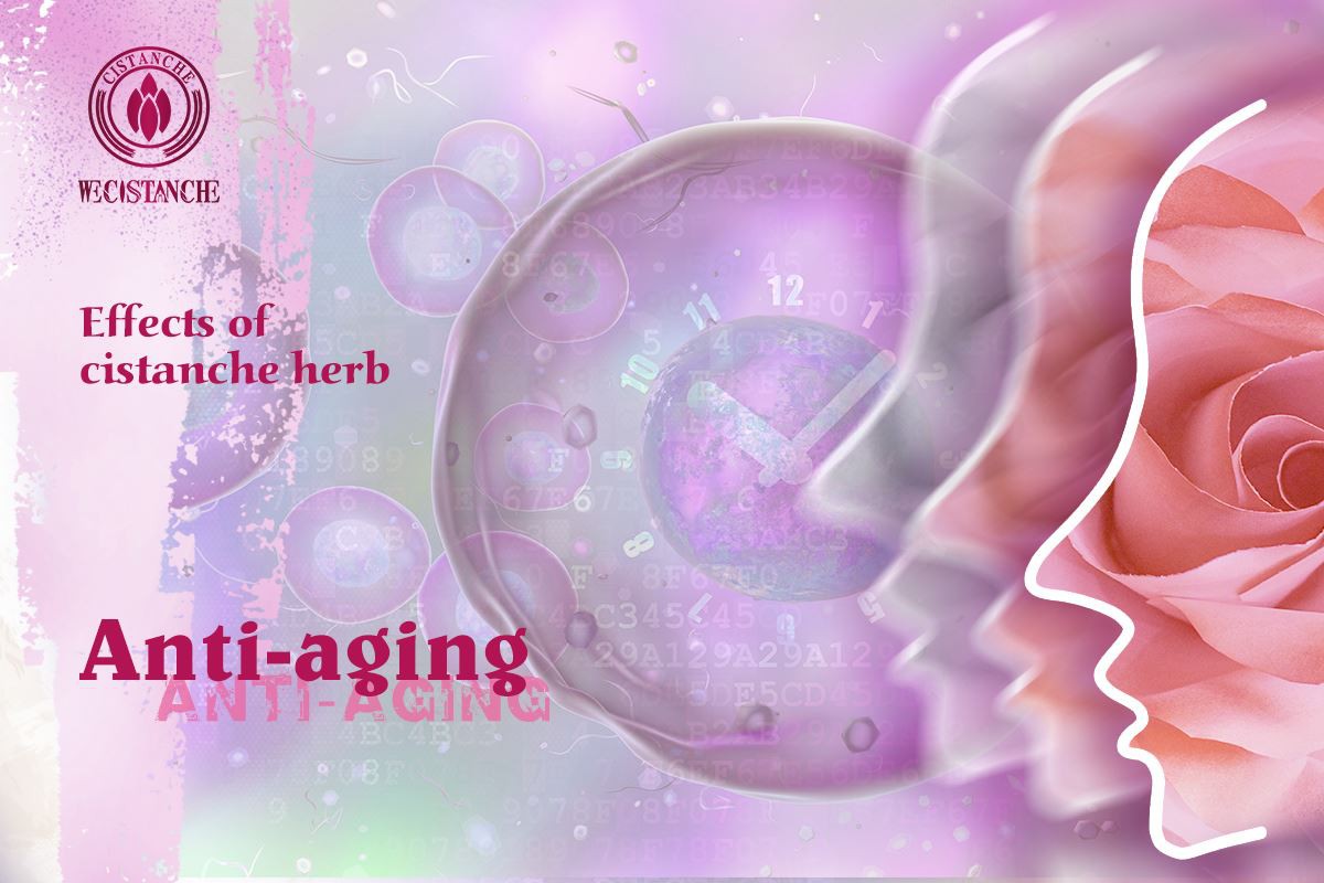 Effects on anti-aging of cistanche Effects on anti-aging of cistanche