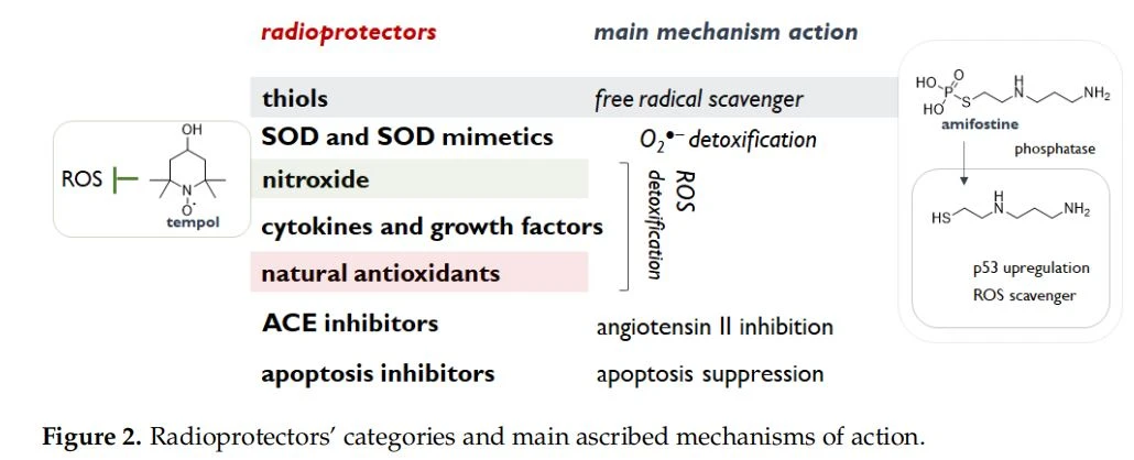 Figure 2. Radioprotectors' categories and main ascribed mechanisms o