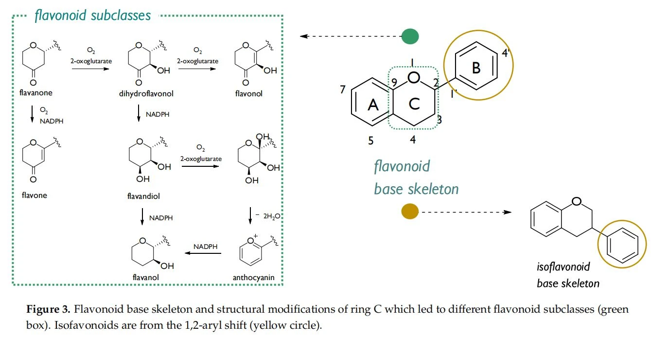  Flavonoid base skeleton and structural modifications of ring C which led to different flavonoid subclasses (green  box). Isofavonoids are from the 1,2-aryl shift (yellow circle).  O1 23 4 5 7 9 4' A C B 1' flavonoid base skeleton flavanone O2 NADPH OOOO O2 2-oxoglutarate dihydroflavonol OO OH O2 2-oxoglutarate flavonol OO OH NADPH O OH OH O2 2-oxoglutarate O OH OH OH flavandiol flavone O 2H2O NADPH O OH flavanol NADPH anthocyanin flavonoid subclasses Figure 3. Flavonoid base skeleton and structural modifications of ring C which led to different flavonoid subclasses (green box). Isofavonoids are from the 1,2-aryl shift (yellow circle)