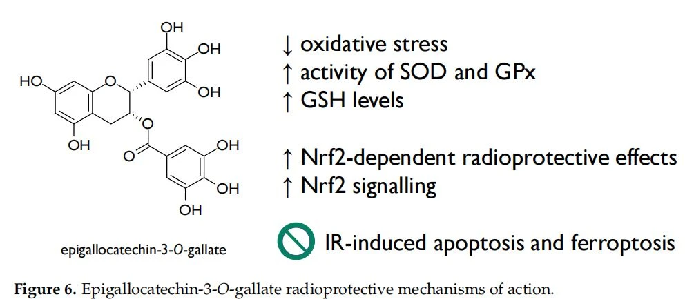  Epigallocatechin-3-O-gallate radioprotective mechanisms of action