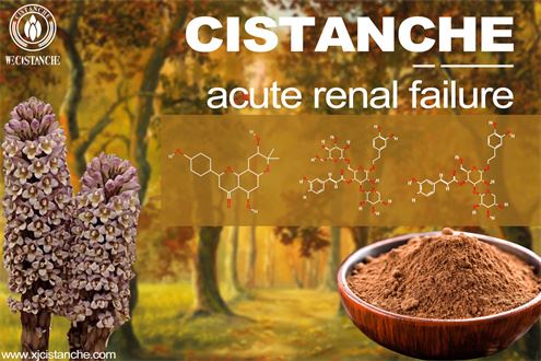Cistanche