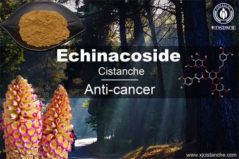 ANTI-TUMOR CISTANHCE EXTRACT ANTI-TUMOR CISTANHCE EXTRACT