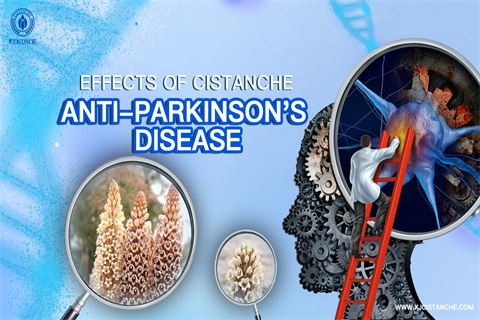 Effects of Cistanche anti Parkinson's Disease (9)