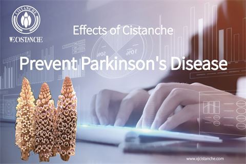 Effects of Cistanche anti Parkinson's Disease (5)