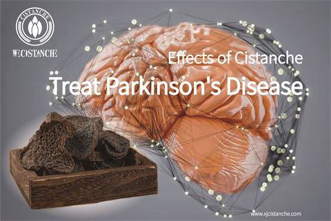 Effects of Cistanche anti Parkinson's Disease (7)