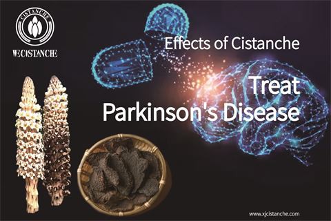 Effects of Cistanche anti Parkinson's Disease (4)