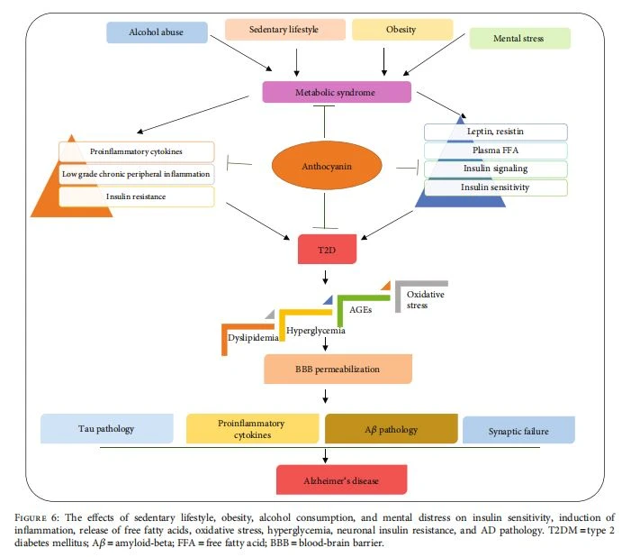 The effects of sedentary lifestyle, obesity, alcohol consumption, and mental distress on insulin sensitivity, induction of inflammation, release of free fatty acids, oxidative stress, hyperglycemia, neuronal insulin resistance, and AD pathology. T2DM = type 2 diabetes mellitus; Aβ = amyloid-beta; FFA = free fatty acid; BBB = blood-brain barrier.