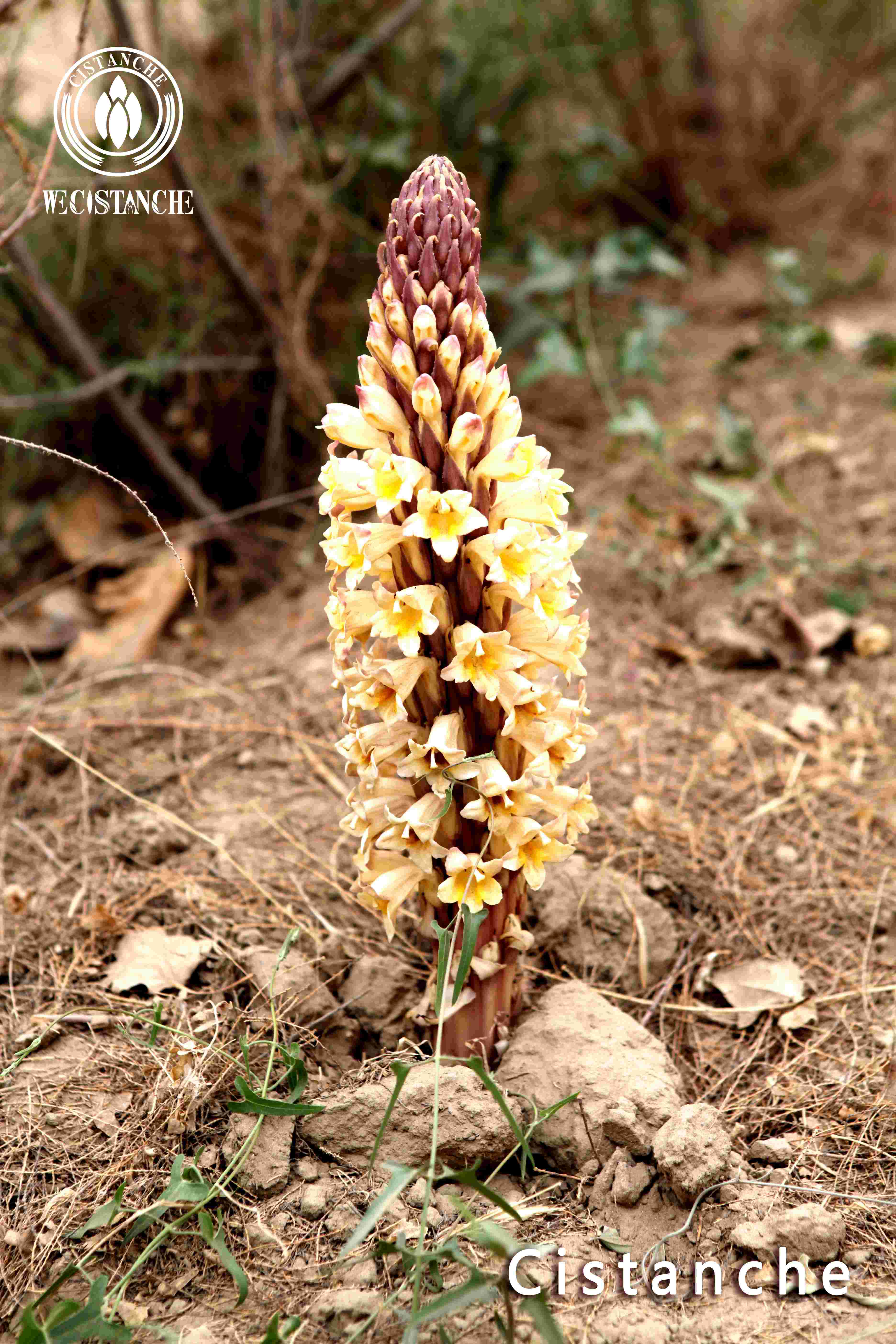 Cistanche tubulosa benefit Cistanche tubulosa benefit