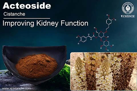 Acteoside of Cistanche can improve kidney function Acteoside of Cistanche can improve kidney function