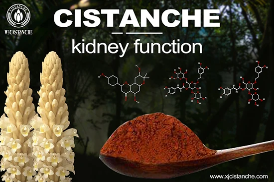 cistanche-kidney function-2(56) cistanche-kidney function-2(56)