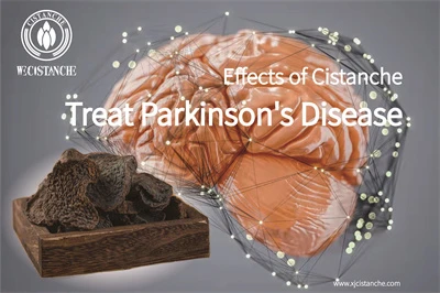 Cistanche benefits