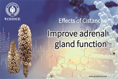 cistanche tubulosa supplement cistanche tubulosa supplement