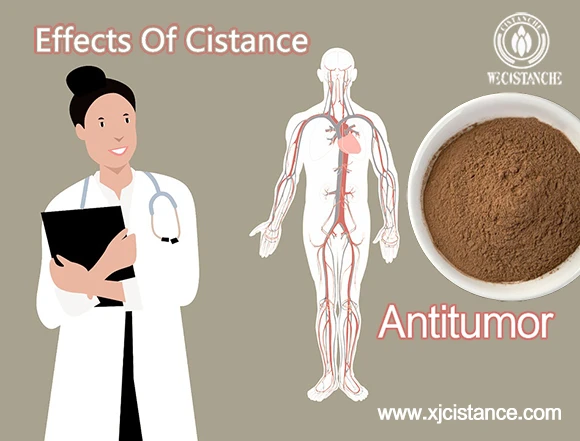 effects of cistance-antitumor (2) effects of cistance-antitumor (2)