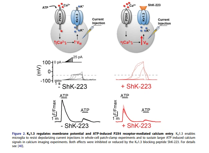 where to buy cistanche