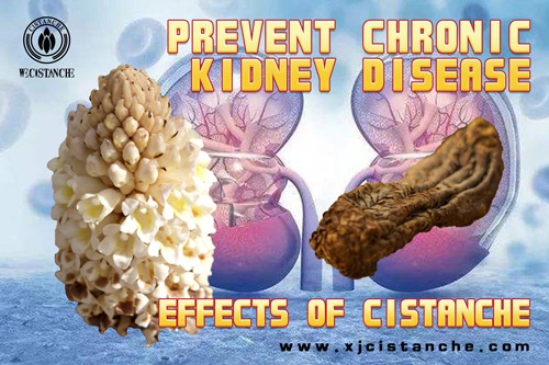 cistanche tubulosa extract