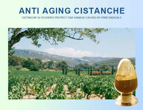 cistanche powder bulk