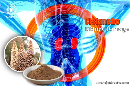 best herbs for kidney best herbs for kidney