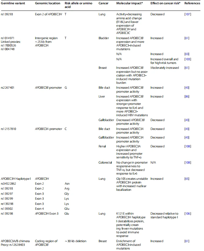 Table 2 Germline variants affecting APOBEC3s and cancer risk Table 2 Germline variants affecting APOBEC3s and cancer risk