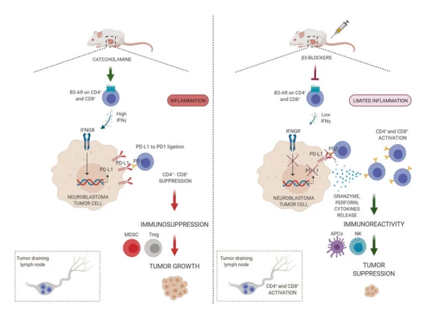 Graphical Abstract