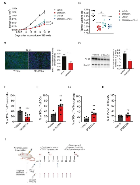 Fig. 1 Effect of SR59230A and αPD-L1 treatments on tumor growth and PD-L1 expression in NB tumor-bearing mice