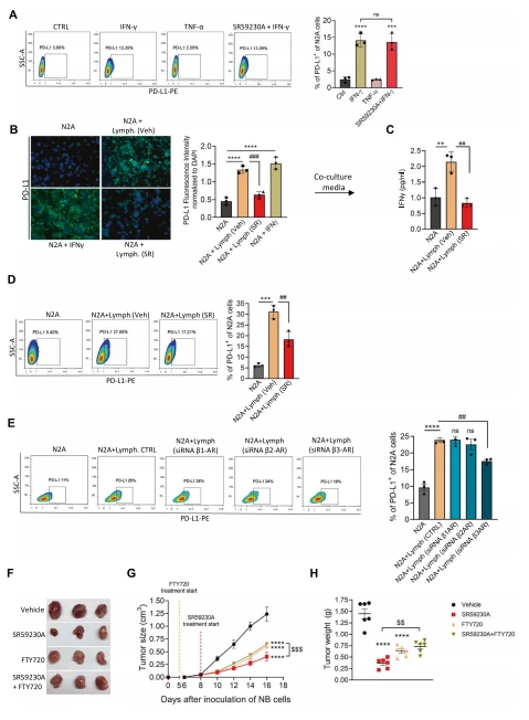 Fig. 5 β3-AR on TILs sustains IFN-γ-dependent PD-L1 expression in NB tumor cells. A