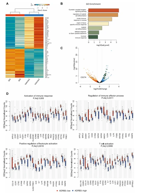Fig. 6 Transcriptomic analyses of NB tumor mass corroborate the prominent role of β3-AR in affecting immune-related processes