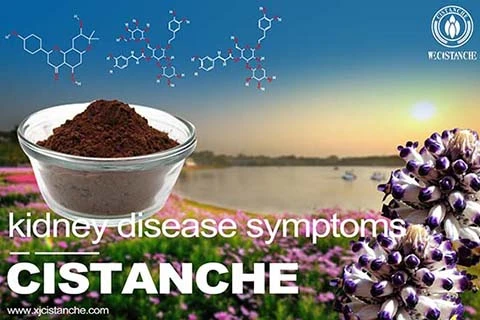 CISTANCHE EXTRACT WITH 25% ECHINACOSIDE AND 9% ACTEOSIDE